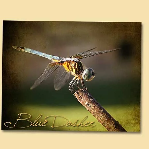 Blue Dasher Dragonfly