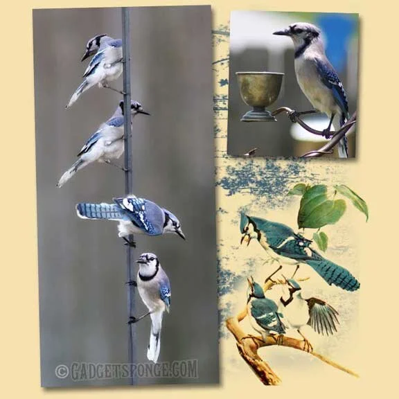 The Blue Jay