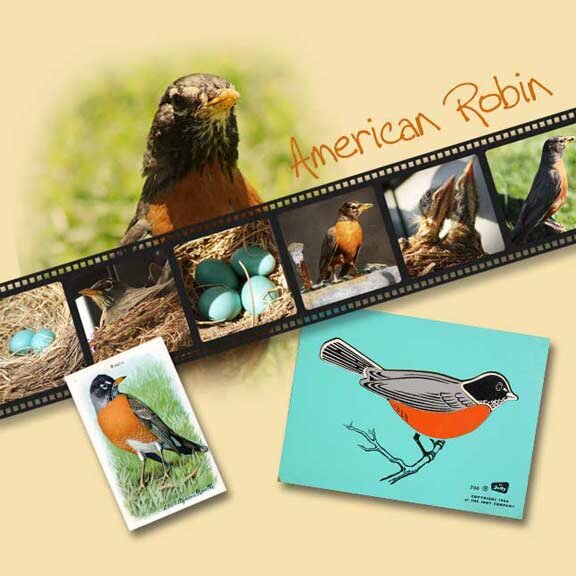 New Life in Spring for the Robins