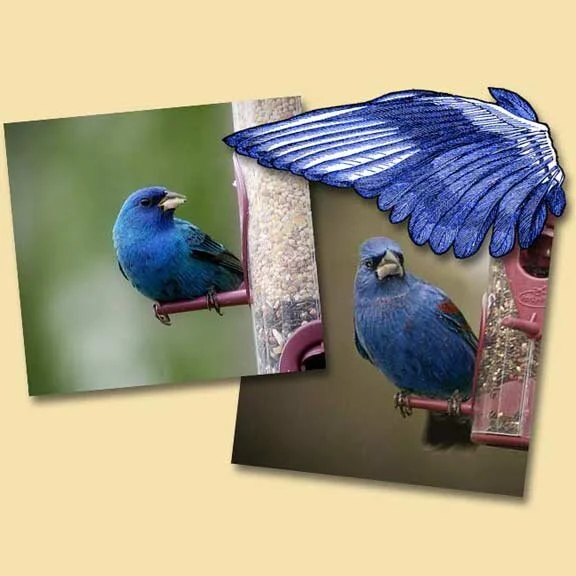 Blue Thursday With An Indigo Bunting &amp; Blue Grosbeak