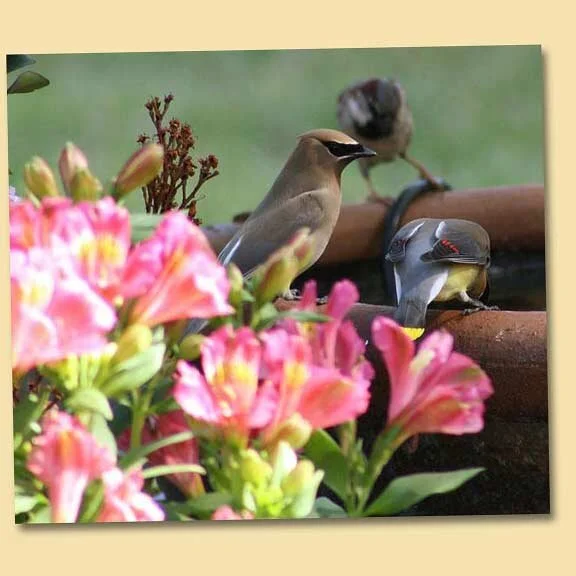 The Cedar Waxwings are here!