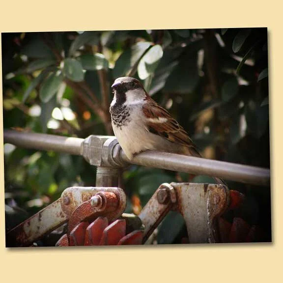 Lawn Accessories for Birds