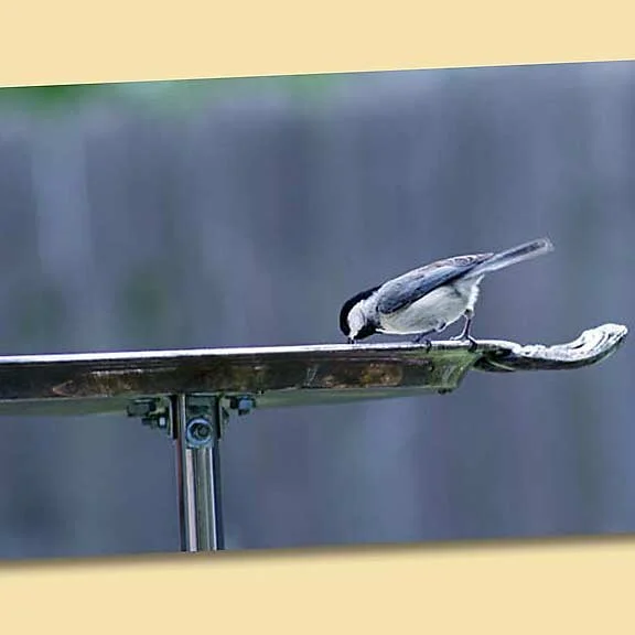 Silverplate Tray Feeding Station