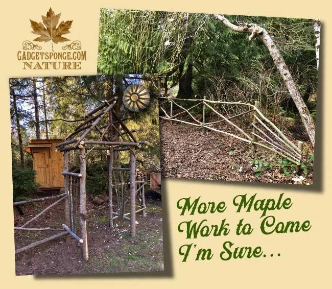 MapleTreeFences3.jpg