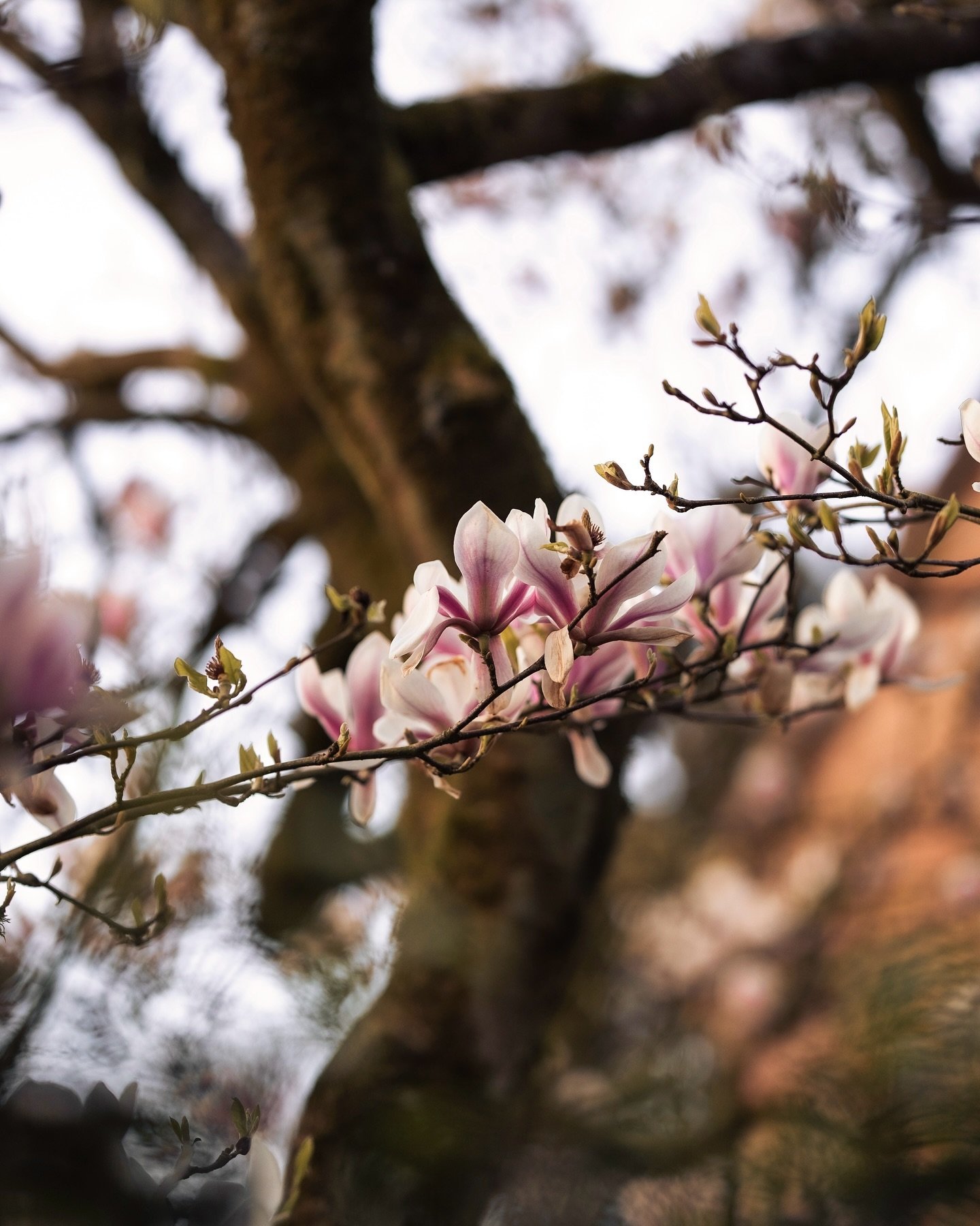 The last of the magnolia, snapped during a sunset walk in Henley-on-Thames 🌸
〰️
I don&rsquo;t know about you guys, but I find the gradual change in seasons so inspiring 🌦️ what&rsquo;s your favourite time of year?
.
.
.
.
#magnolia #springwatch #sp