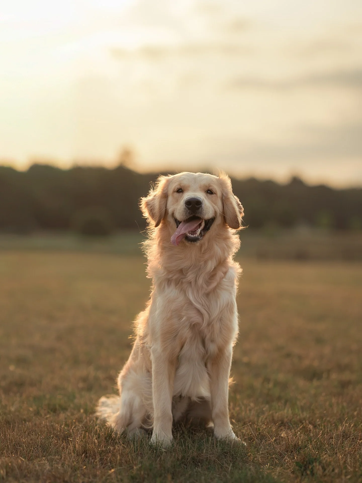 Happy International Dog Day to all the goodest boys + girls 🐶✨
(Extra love today for the ones who crash their human&rsquo;s shoots and steal the spotlight 👀🐾)