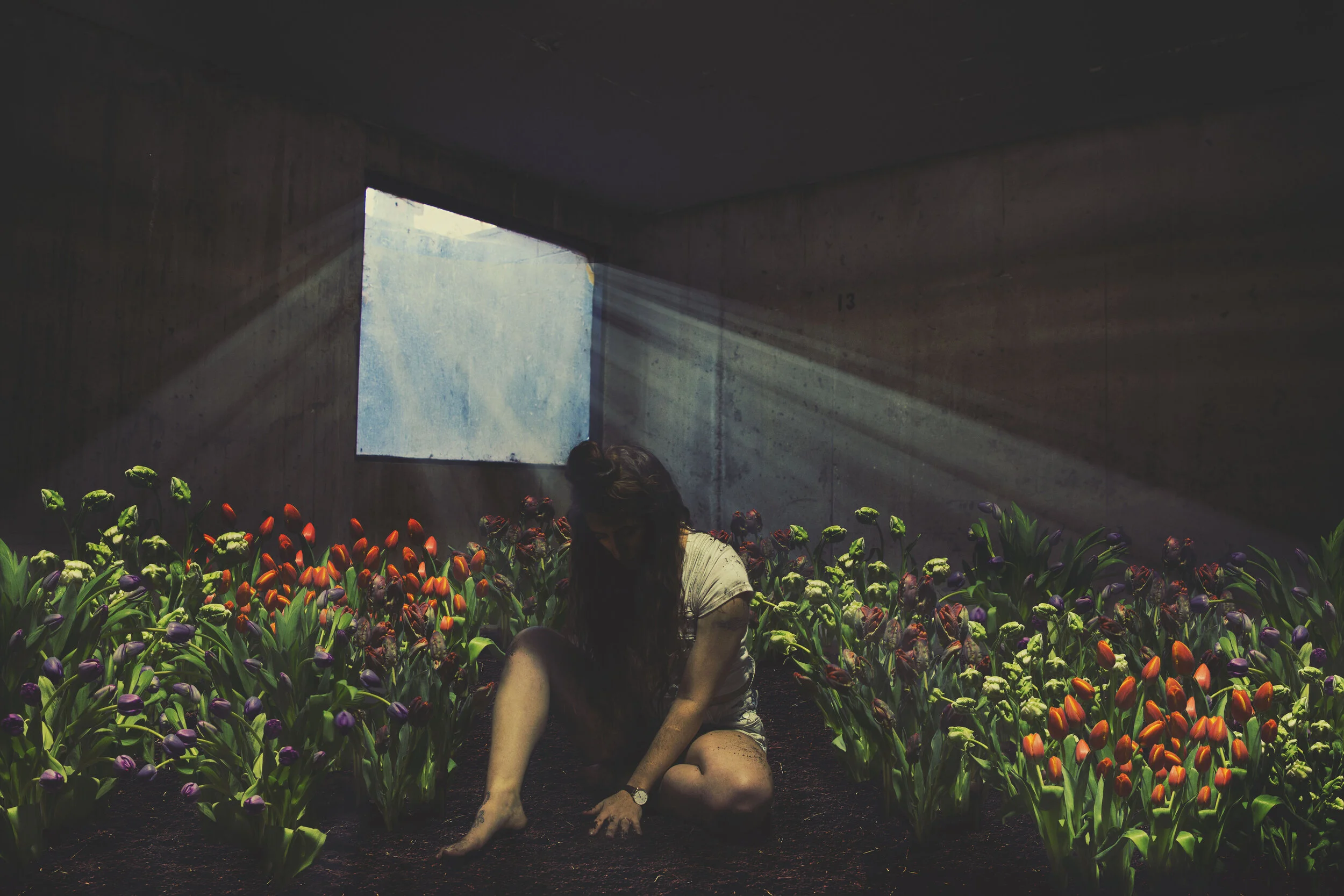 Basement Garden, 2020