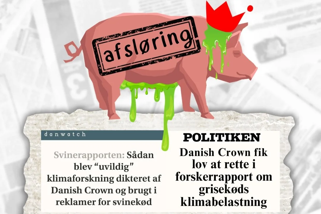 KÆMPE AFSLØRING: Danish Crown rettede i "uvildig" forskningsrapport om svinekøds klimabelastning.