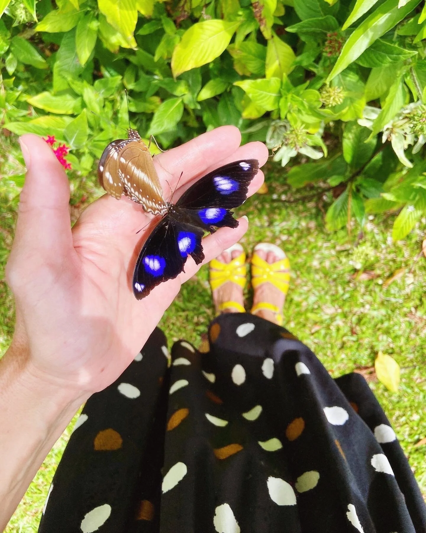 Polka dots and flutterbys