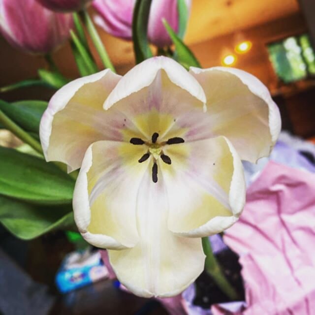 A little late but Hoppy Easter #tulips