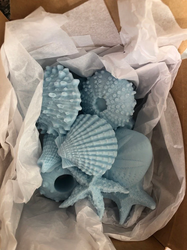 Sea Shell 2.jpg