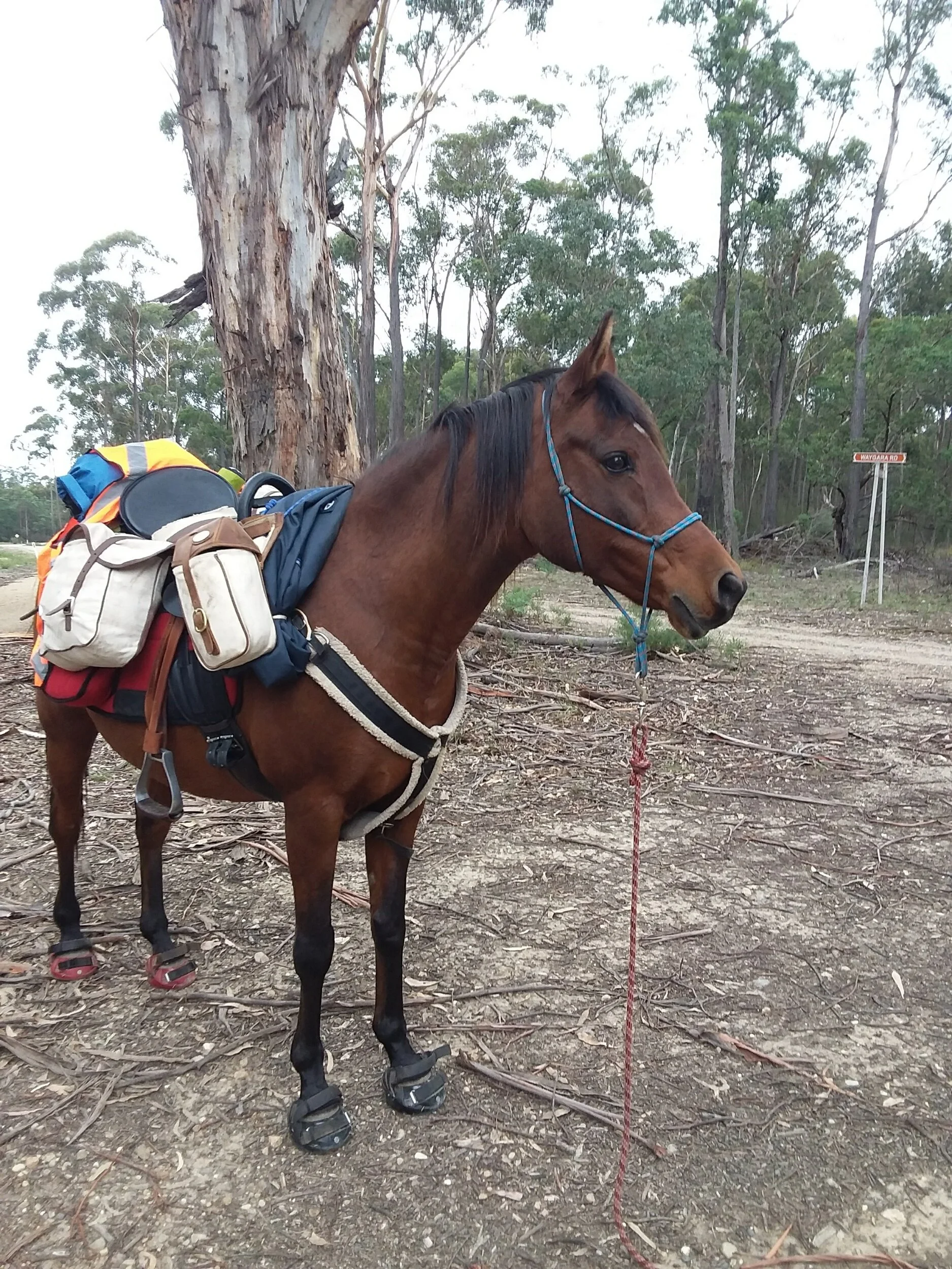 The Weekly Wrap-Up 1