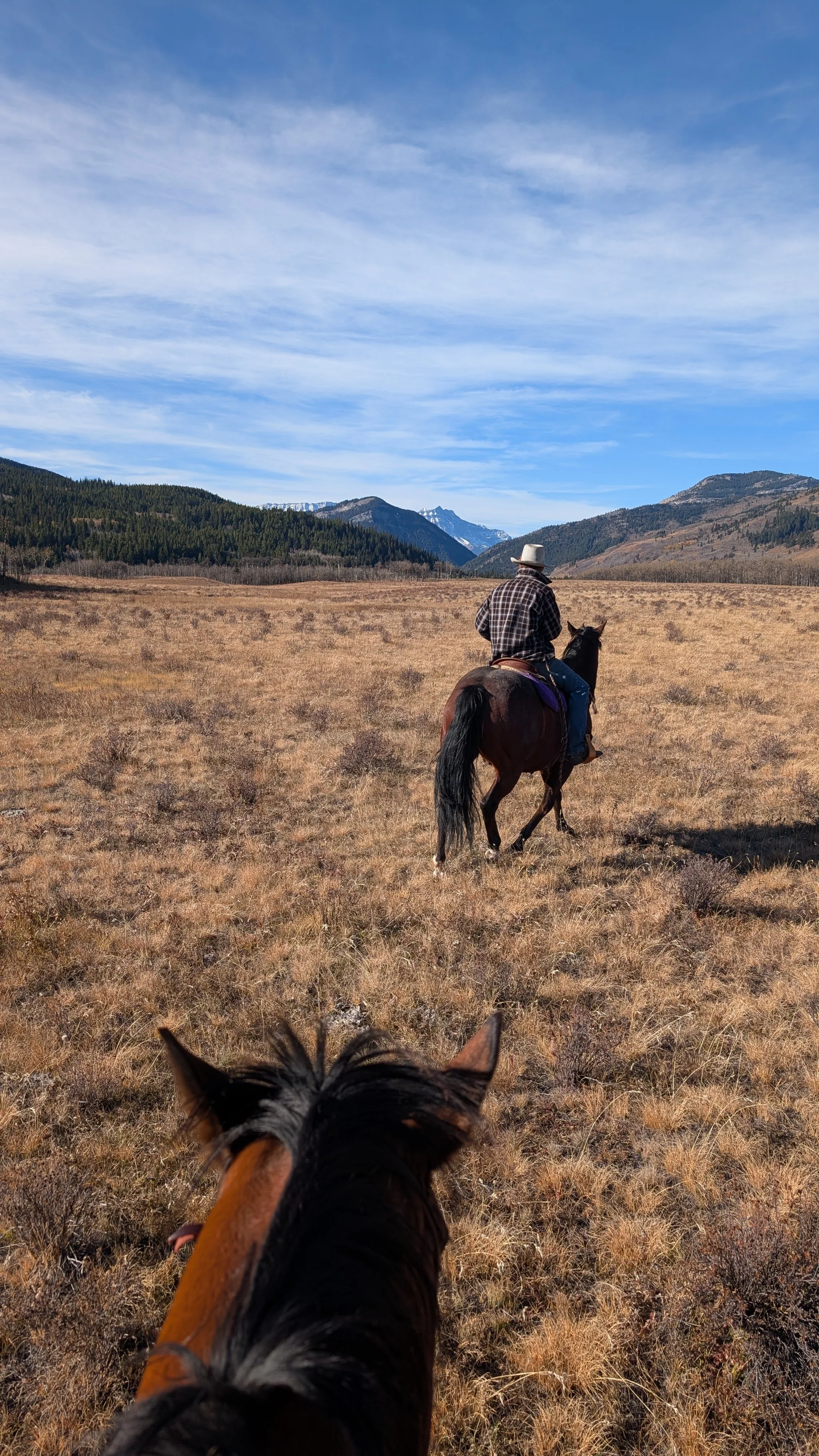 I found a riding horse in Alberta!