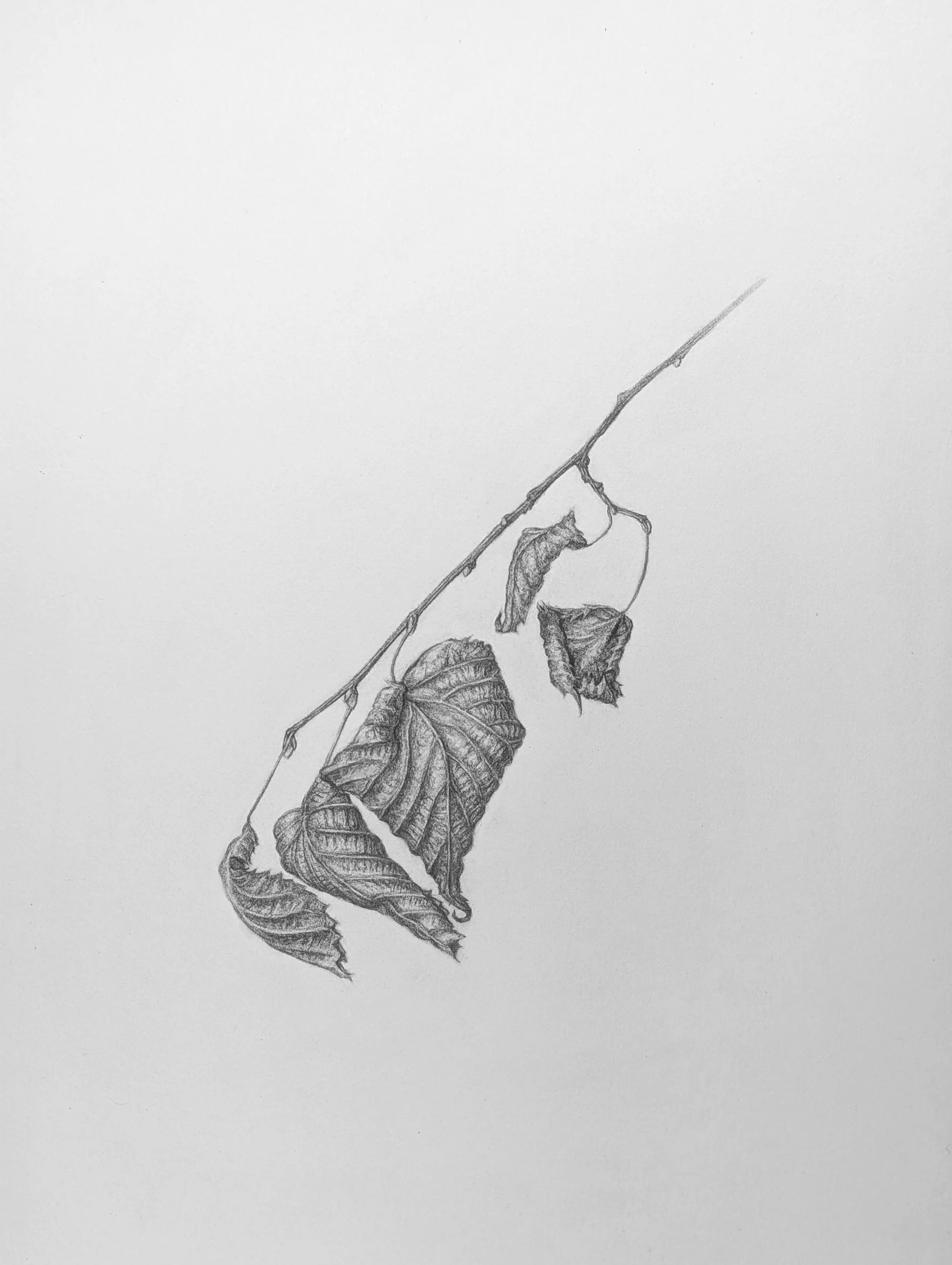 Riojas_Amanda_BD2_Final_Leaves.jpg