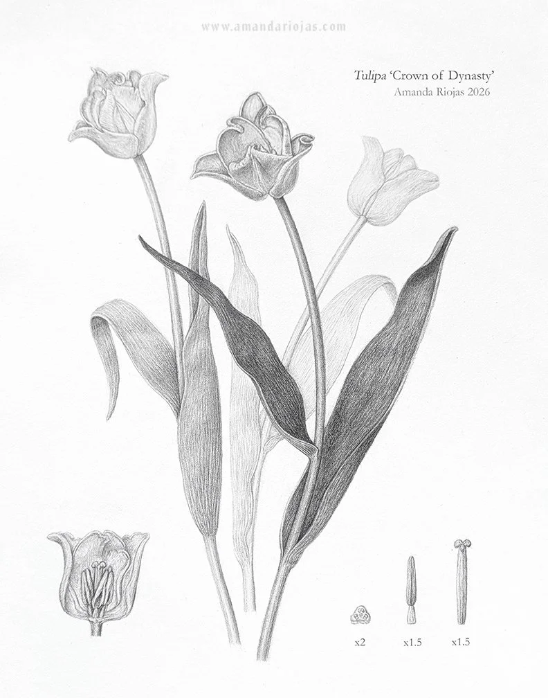   Crown of Dynasty Tulip
  
  Graphite 
  2026