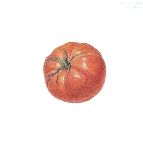 Round Tomato
Colored Pencil
2025