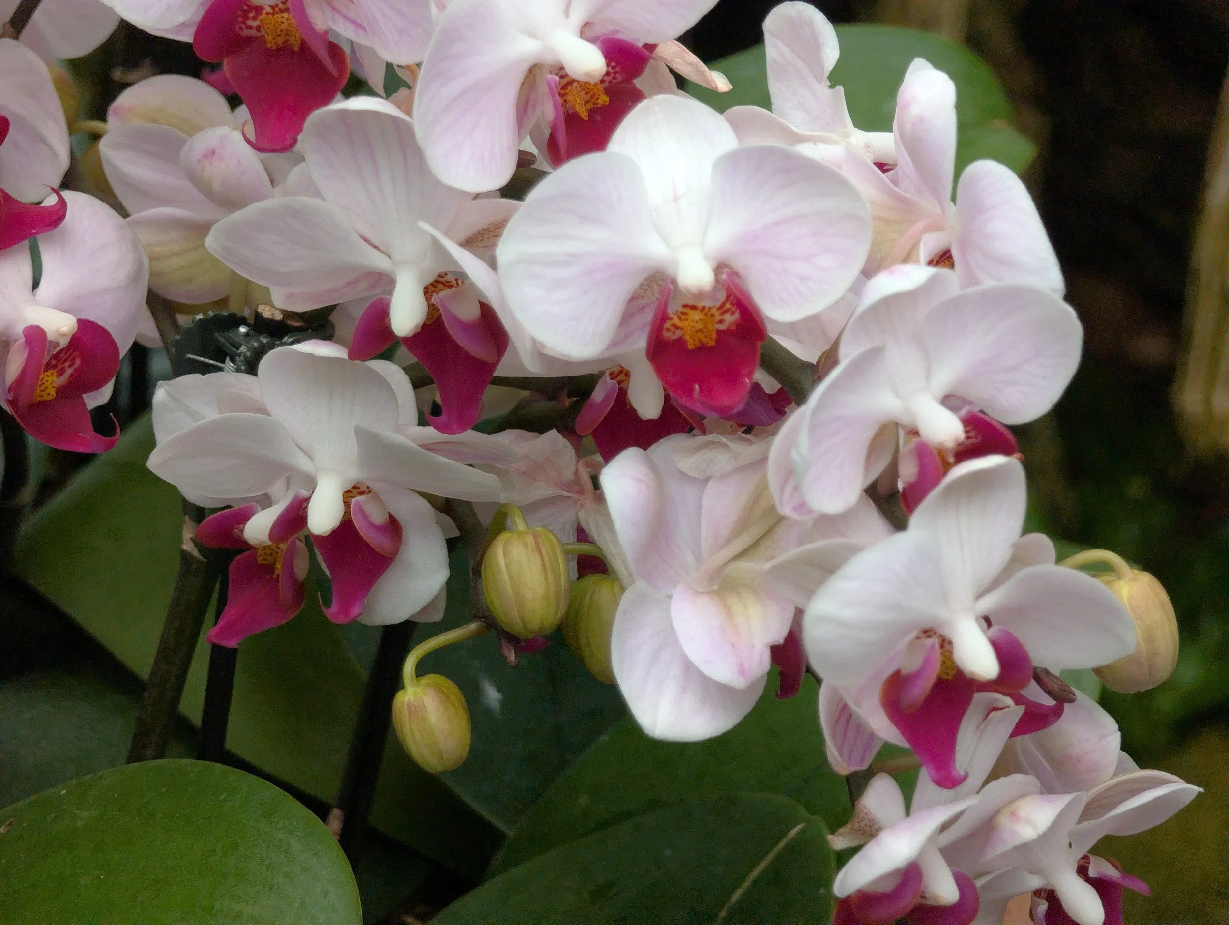 Vibrant moth orchids trailing botanical from NYBG orchid display
