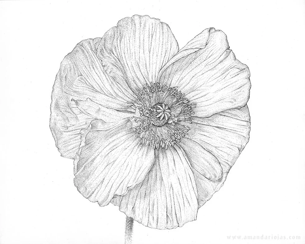 Riojas Amanda BIL458O Final Assignment Papapver Poppy 72 p.jpg