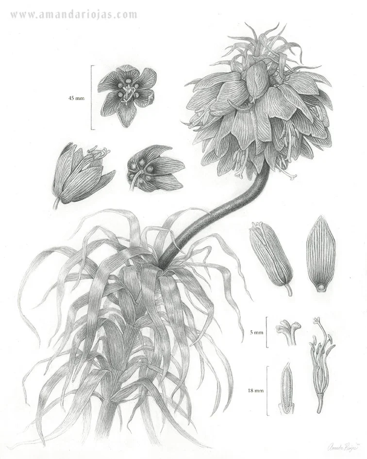   Crown Imperial / Kurdish Tulip, Fritillaria imperialis
  
  Graphite 
  2026