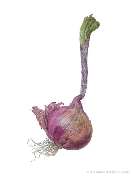Red Onion 
Colored Pencil
2025