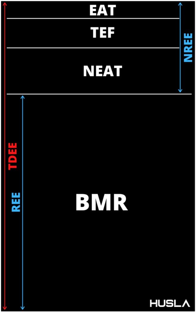 TDEE+CHART.jpg