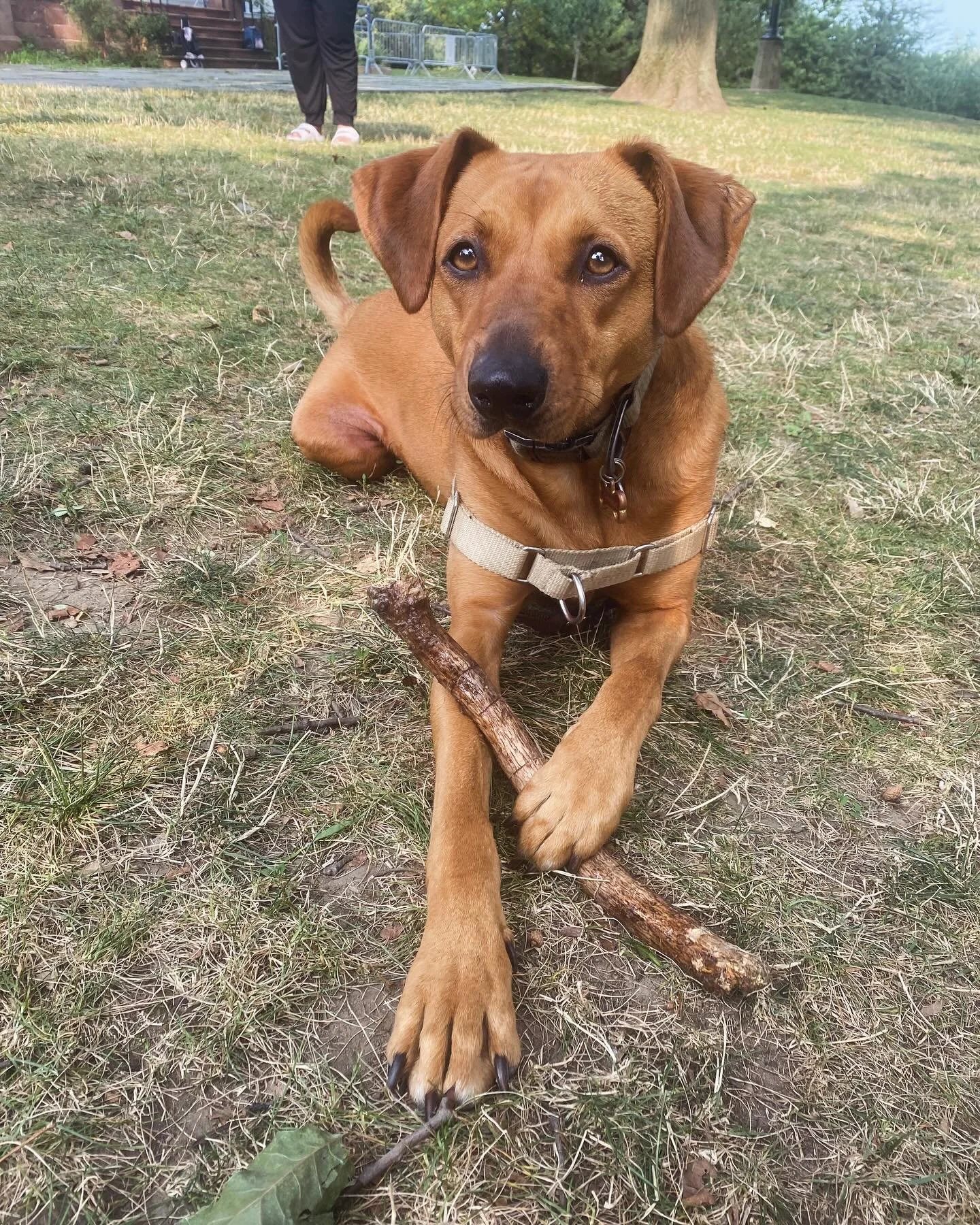 Everyone wish Charlie Frederick Stotts a happy 4th Birthday!! We love this doggo!