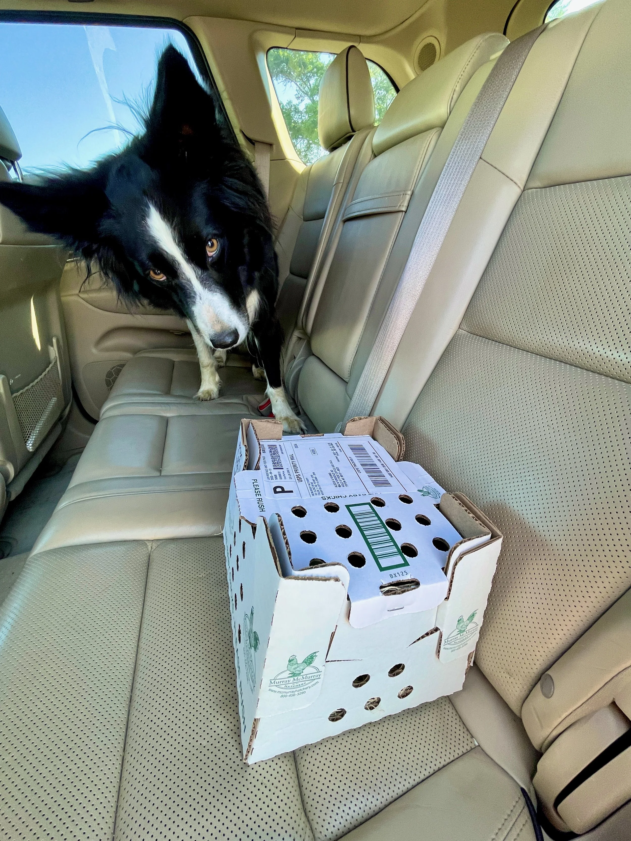 The Hanna Coop: part two