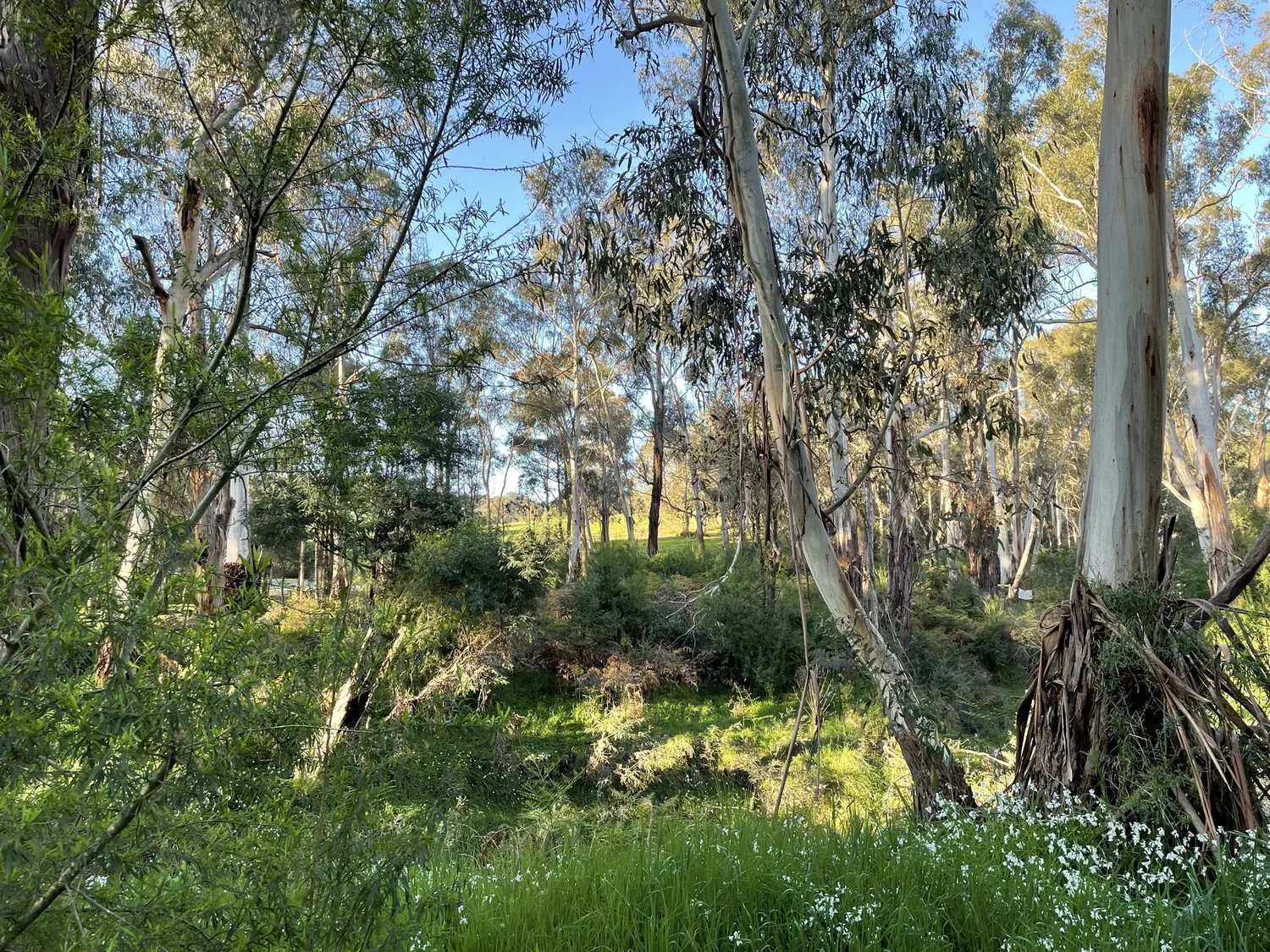 Hurstbridge Village