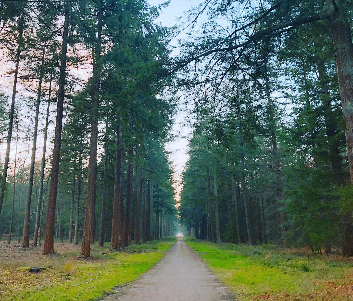 I took this photo during our walk in the forest as it gives me hope, peace and a journey to look forward to✨⁣
⁣
Yesterday we got some bad news, The Netherlands entered lockdown again. The array of emotions and feelings I felt are way too long to desc