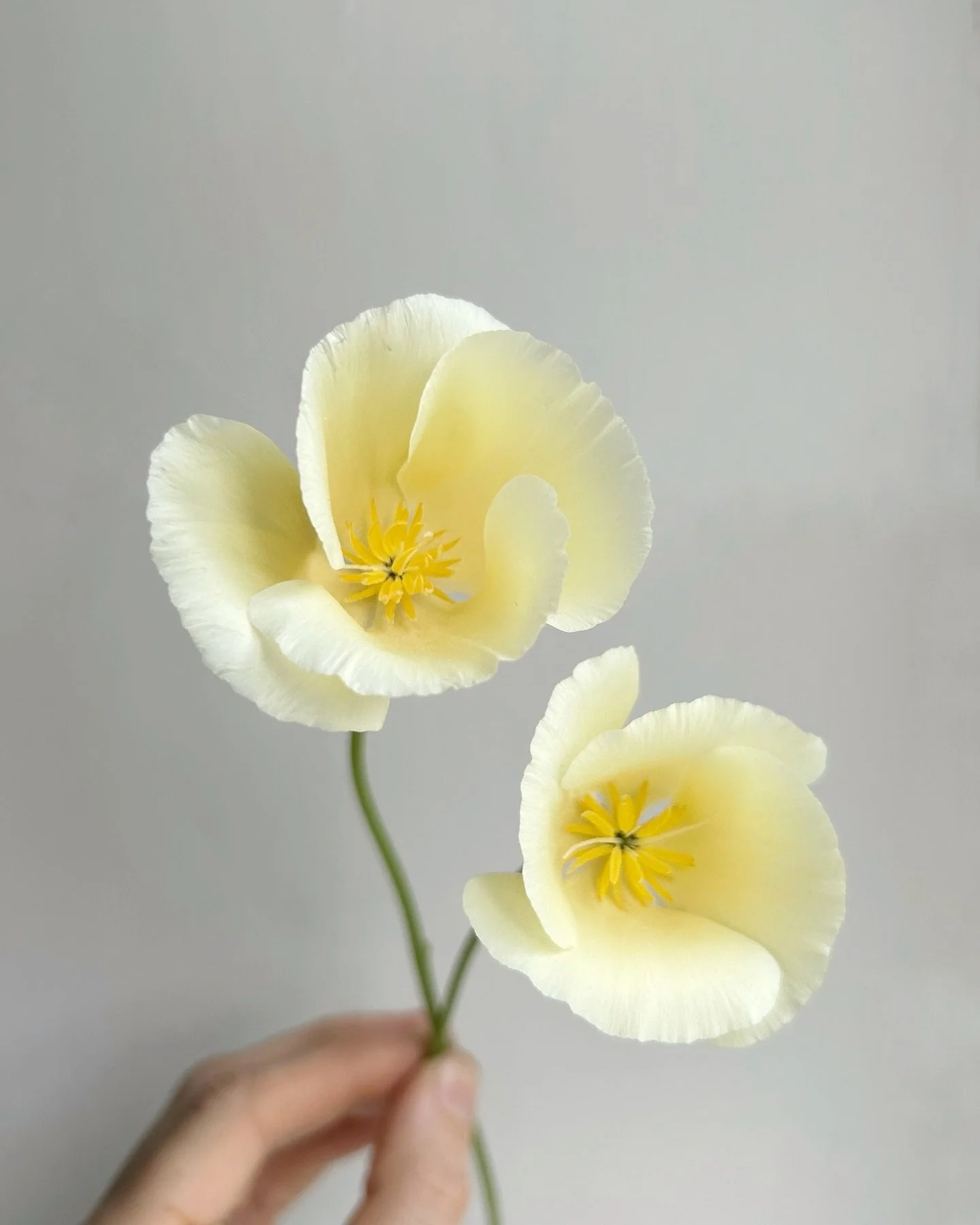 Sunshine in a flower 💛

Homegrown Californian poppies - love the buttery tones of these dainty little flowers ✨