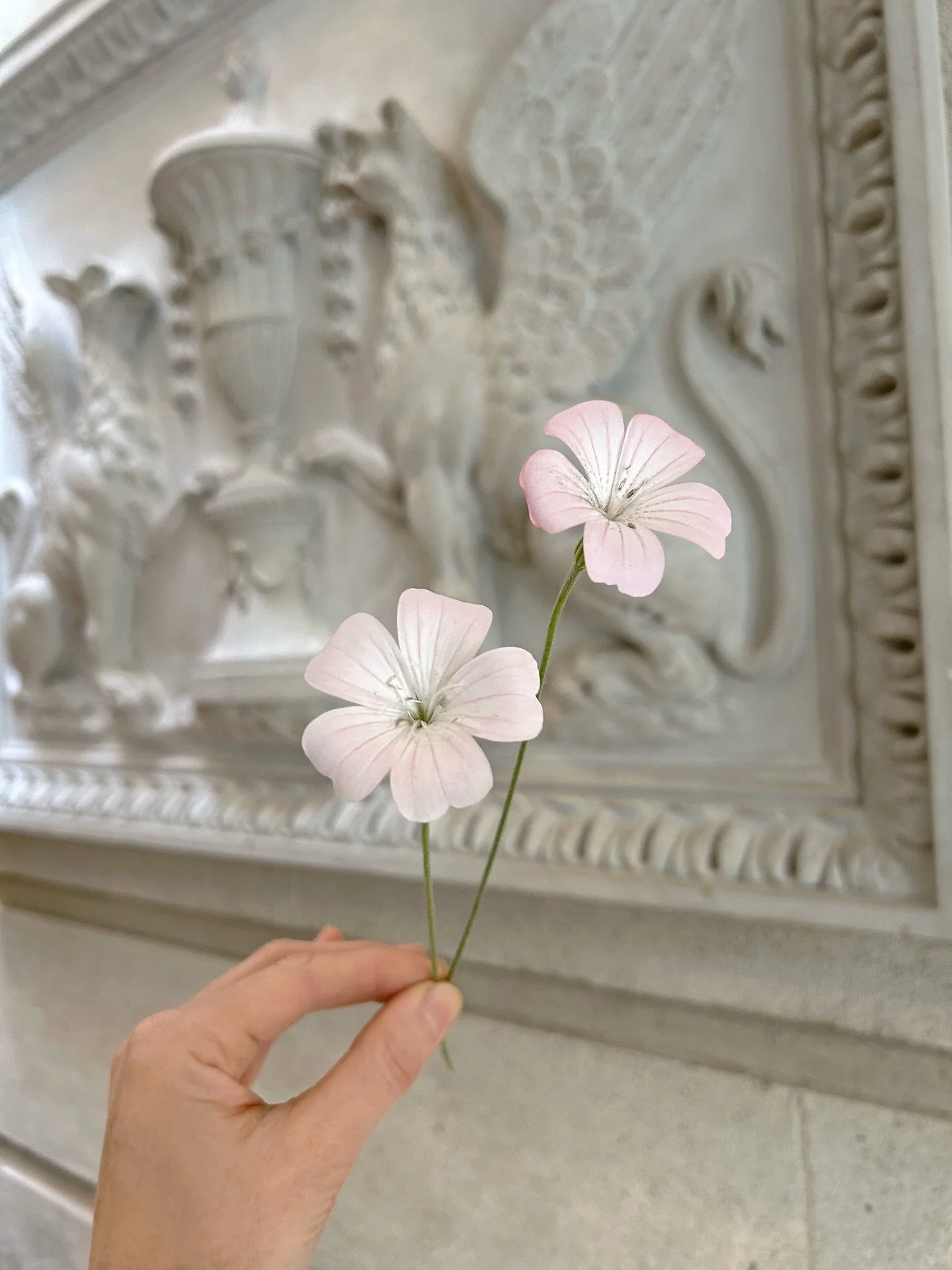Dainty little corncockle from my garden in Tankardstown House 🤍
