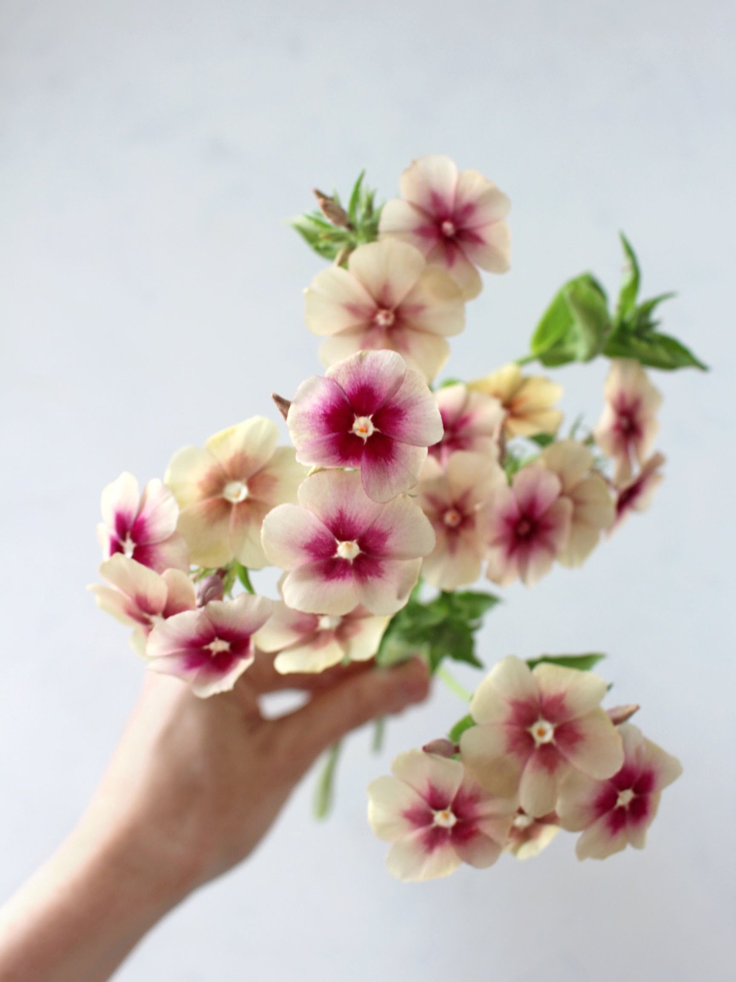 Cherry caramel phlox 🍒

This week&rsquo;s plan is to tidy up the garden (I&rsquo;m very behind!). These were still flowering for me up until very recently and are always one of my favourites. Will be back on my list for next year for sure ✨