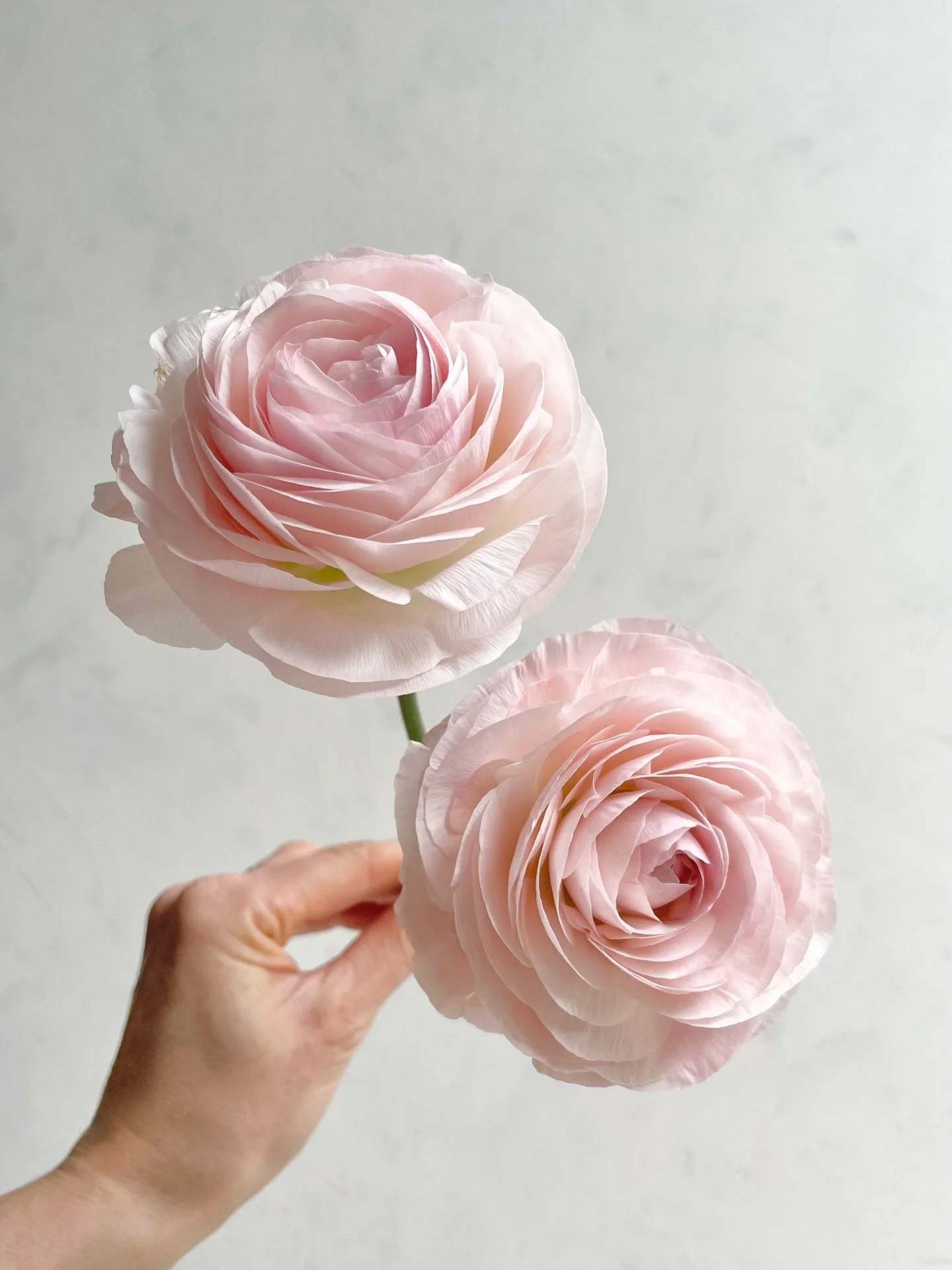 The magic of ranunculus season ✨

#ranunculus #ranunculusseason #springflowers #romanticflowers #weddingflowers