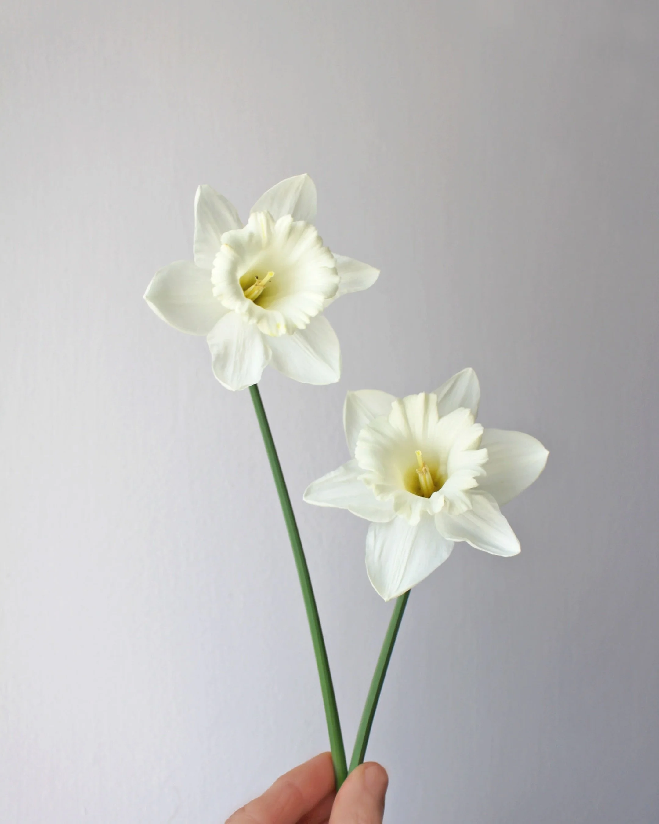 Lots of gardening this weekend ✨✨✨

Not much blooming right now, but these daffodils from April were such a star flower for me and will definitely be back on my list for next Spring.

Everything else right now is looking pretty green but growing fast