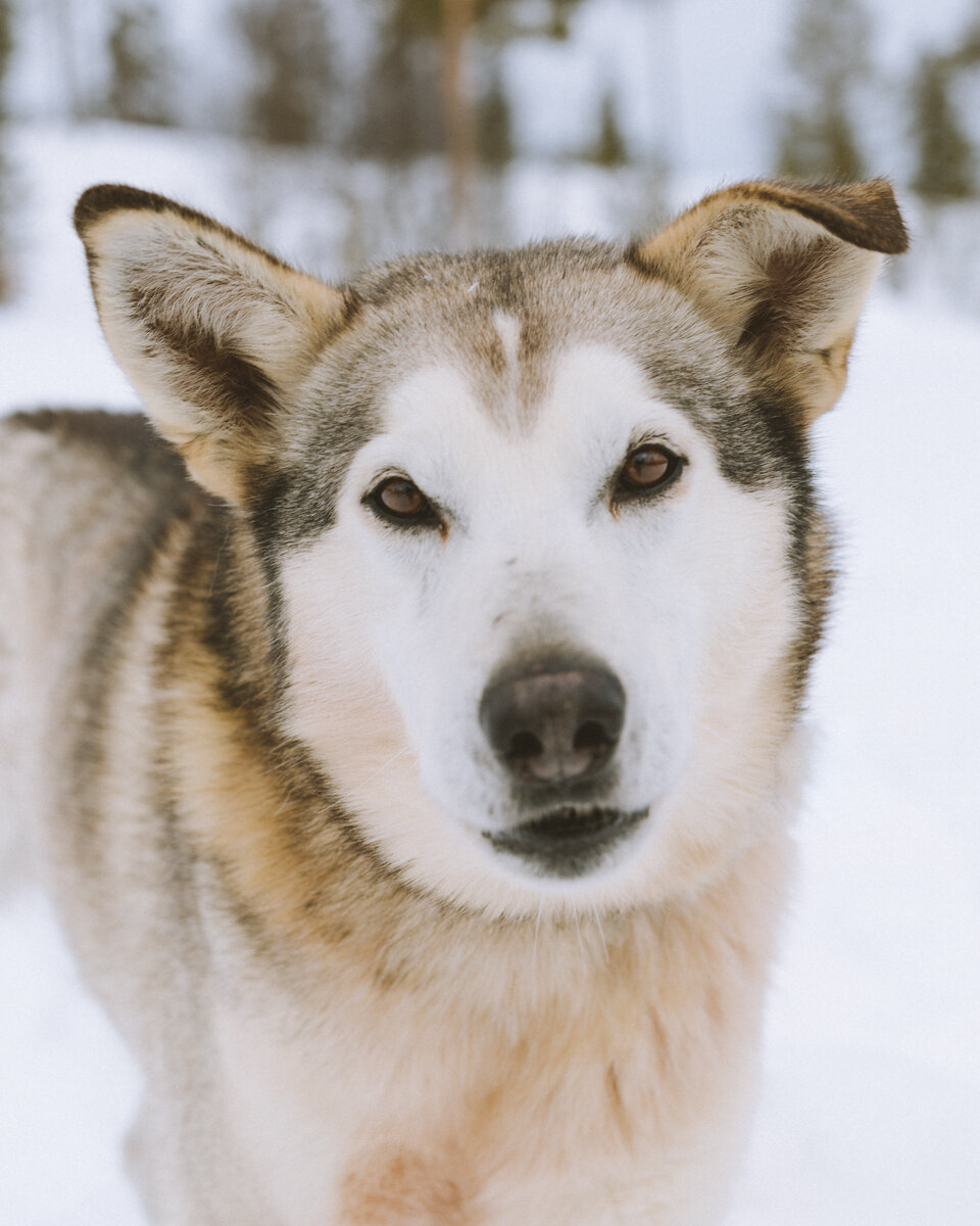 Frozen Lake Husky_Pienet_Huskyajelu_3_2020@Riku Kylä-8.jpg