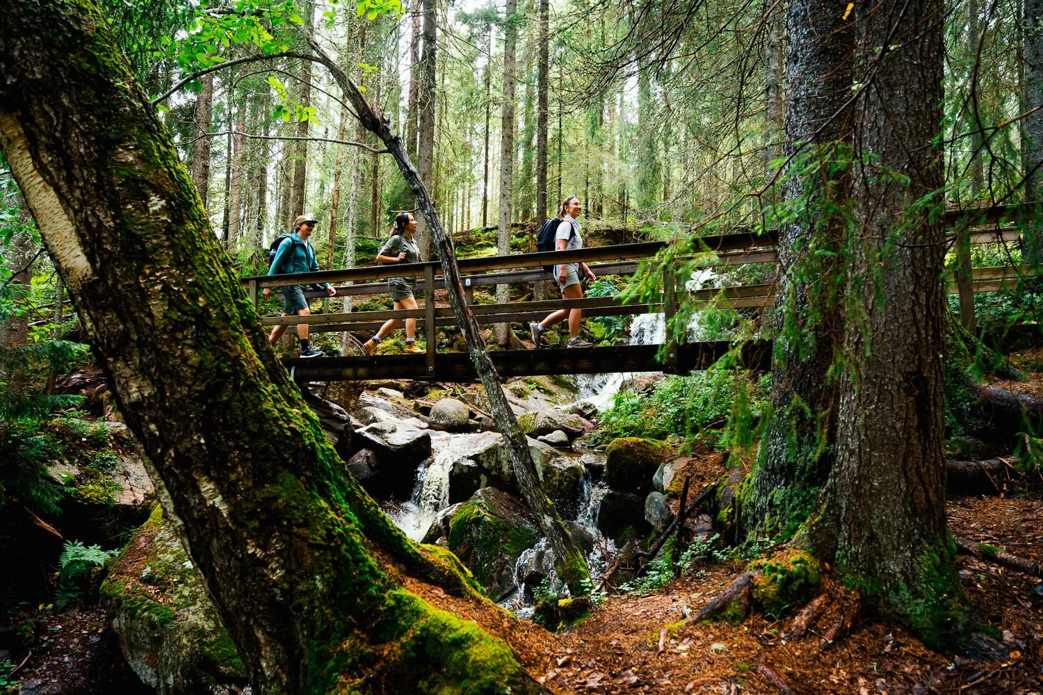 hoga-kusten-sweden-forest-hiking-bridge-vaellus-luonto-summer-©Filved Agency Sami Laitinen.jpg