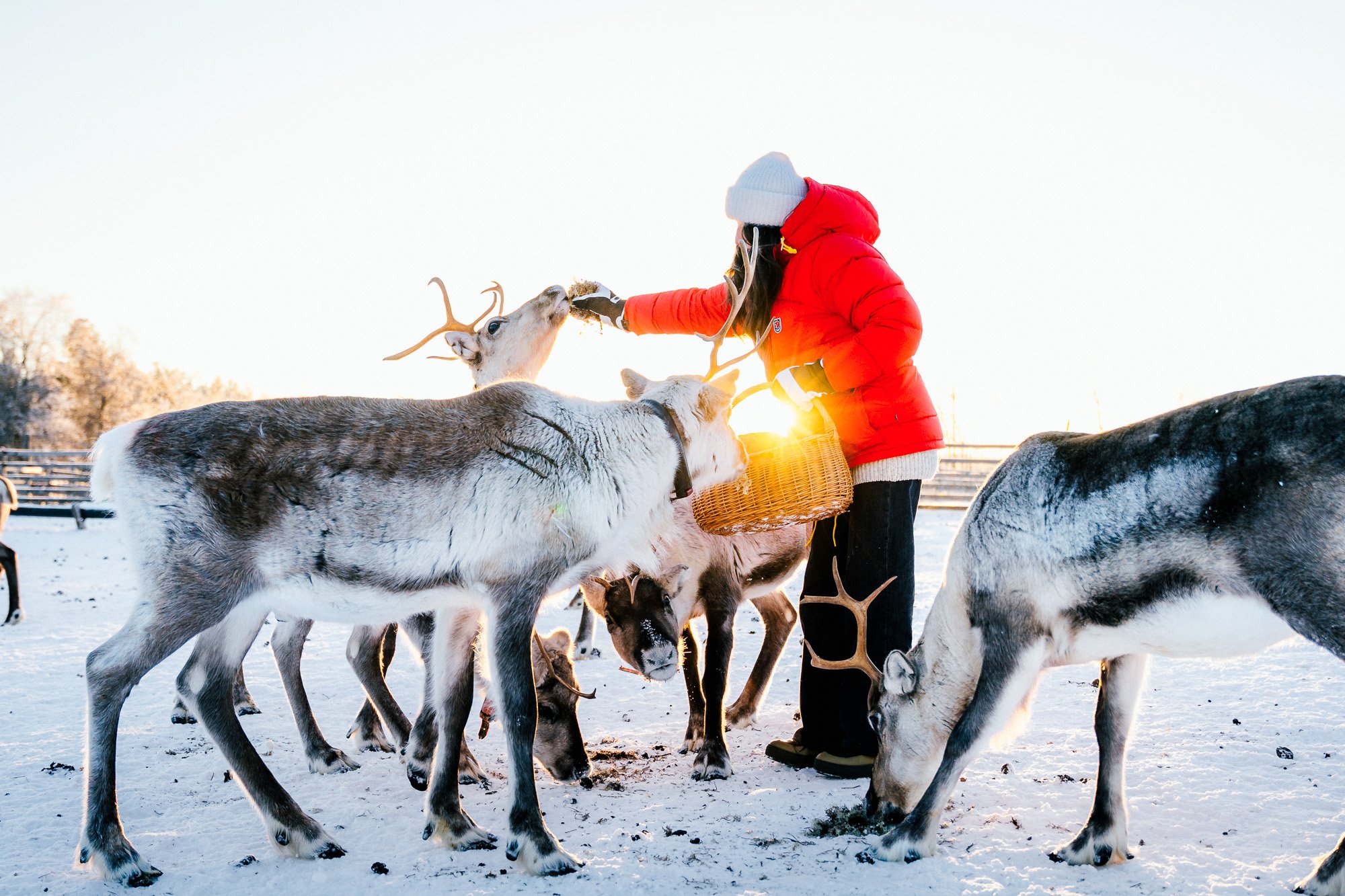 Herd of reindeer around woman who is feedinf a reindeer_Sun is shining in the background_Finnish Lapland_Suomussalmi©Sami Laitinen.jpg