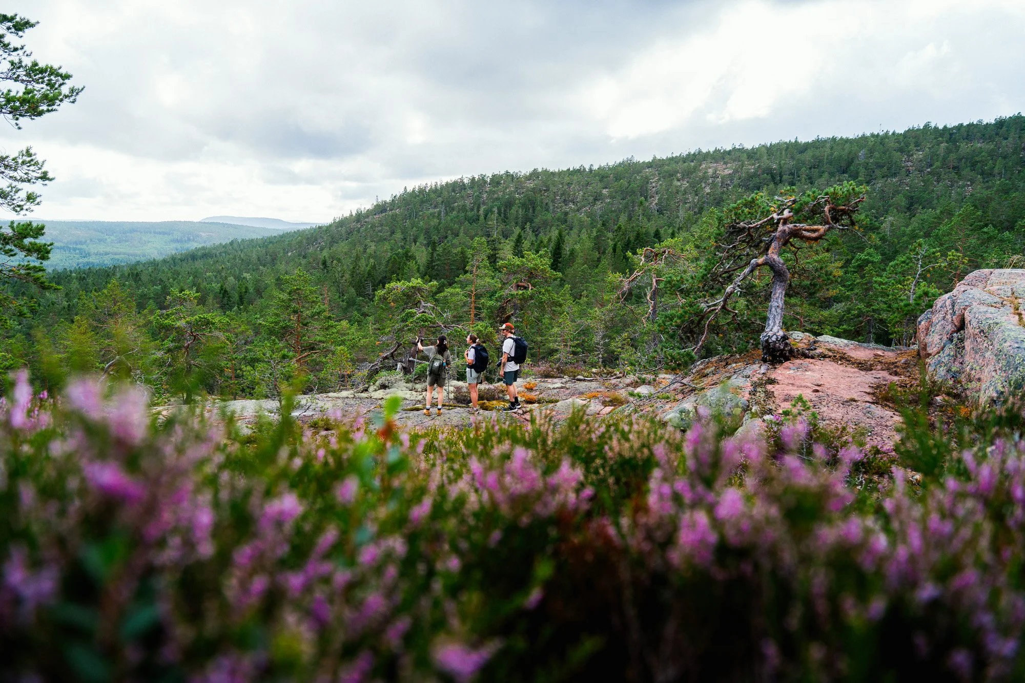 hoga-kusten-hiking-group-rocky-landscape-vaellus-summer-©Filved Agency Sami Laitinen.jpg