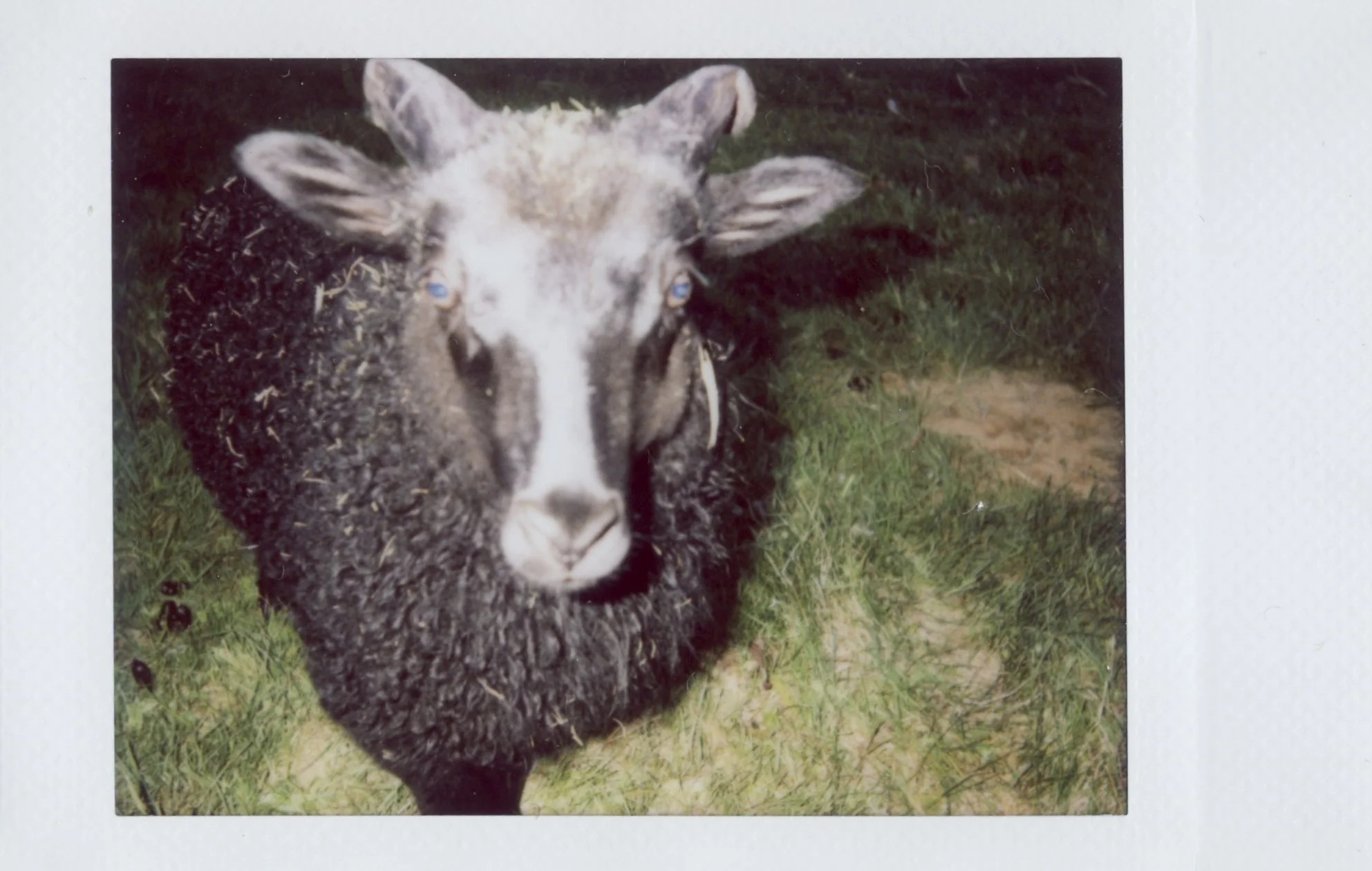 Scan 5.jpg