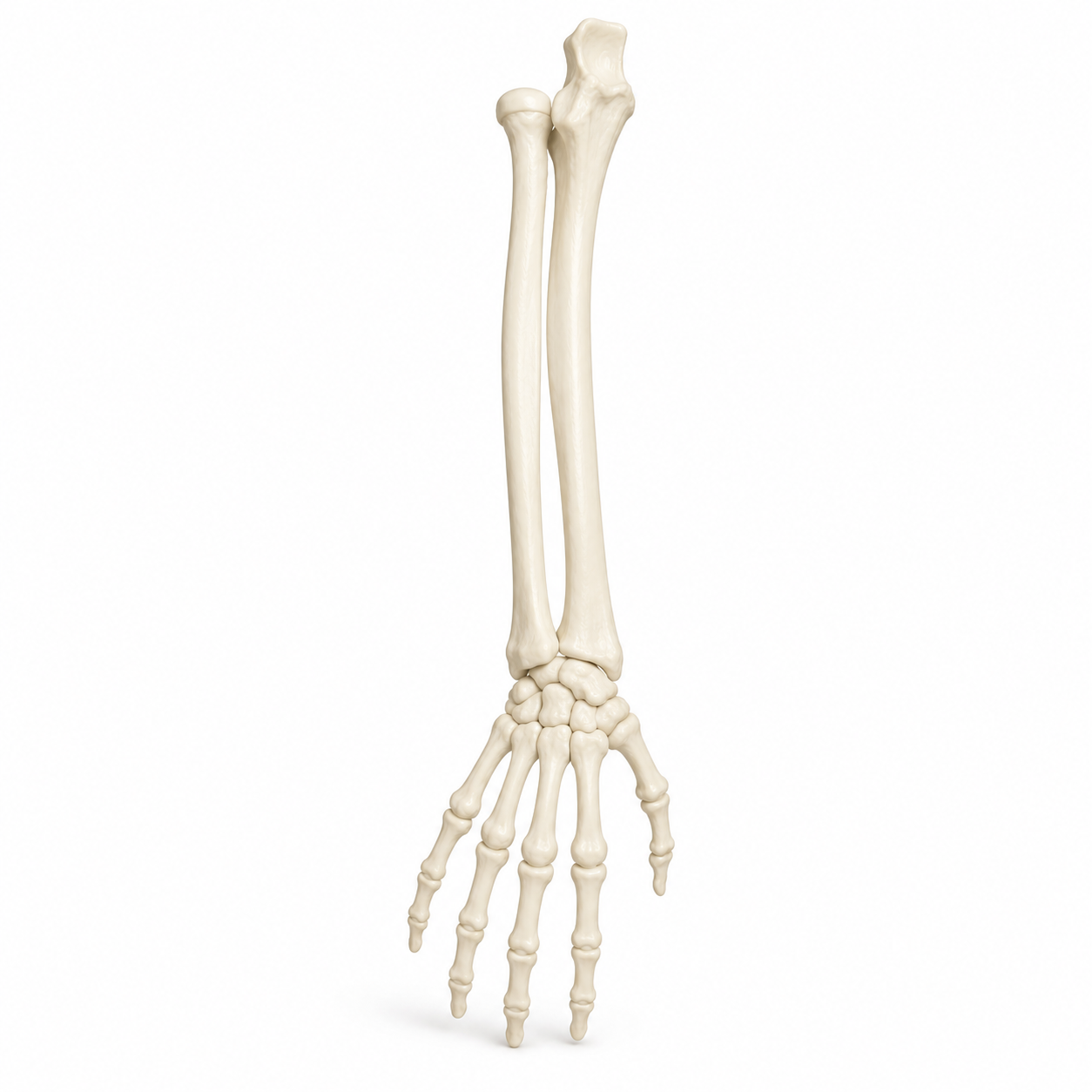 Hand and Foot Assemblies