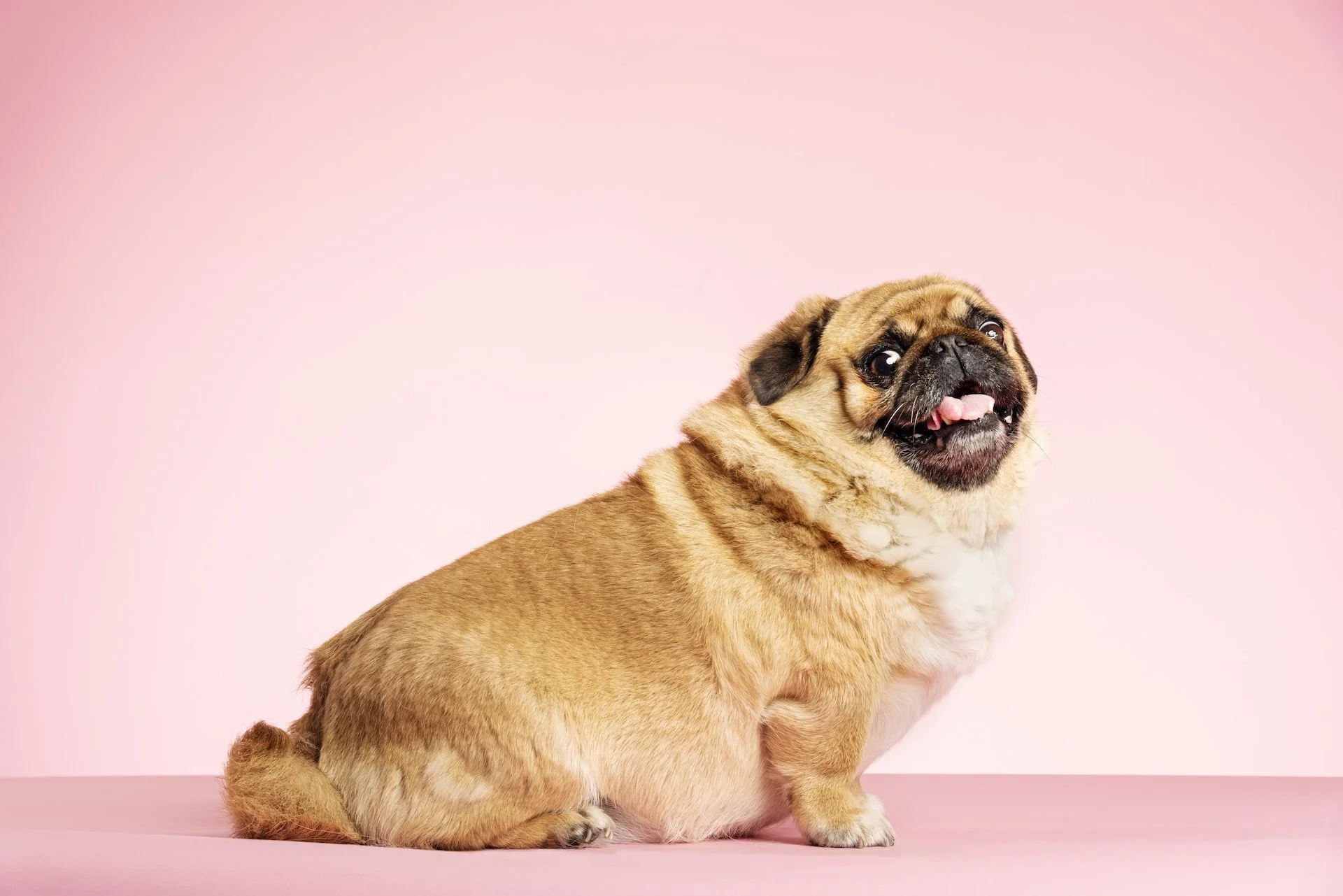 When Our Pets are Overweight or Obese ??? Upper Arlington Veterinary Hospital