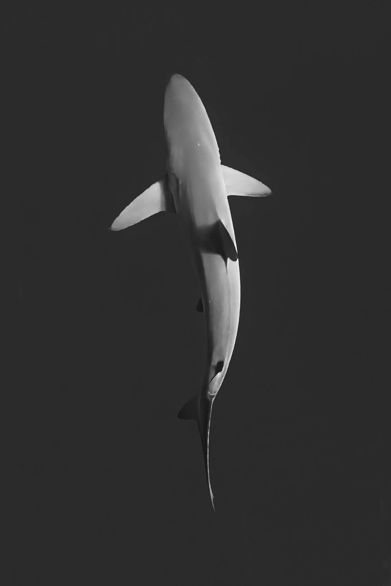32505.jpg
