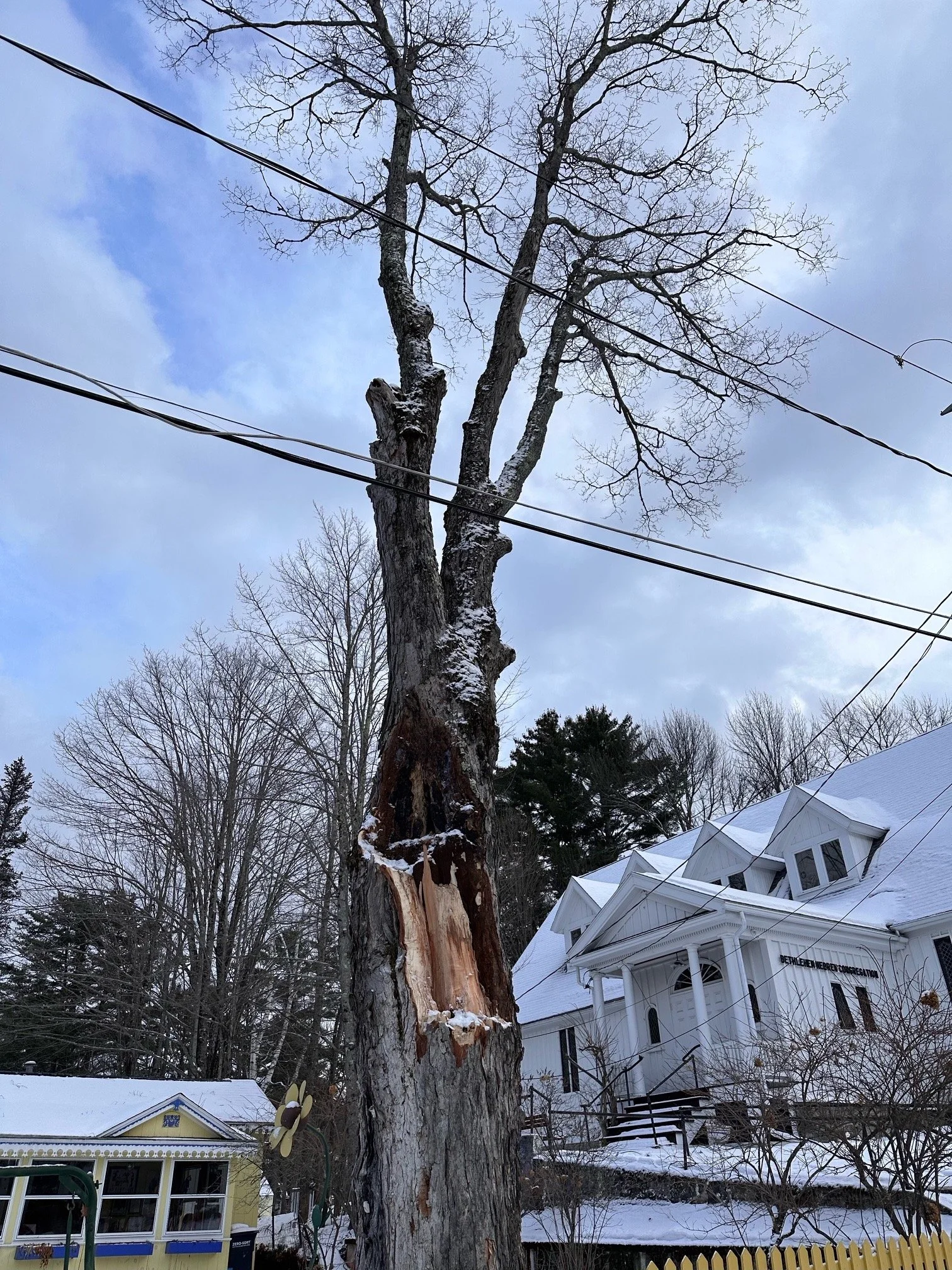 Half the tree still standing