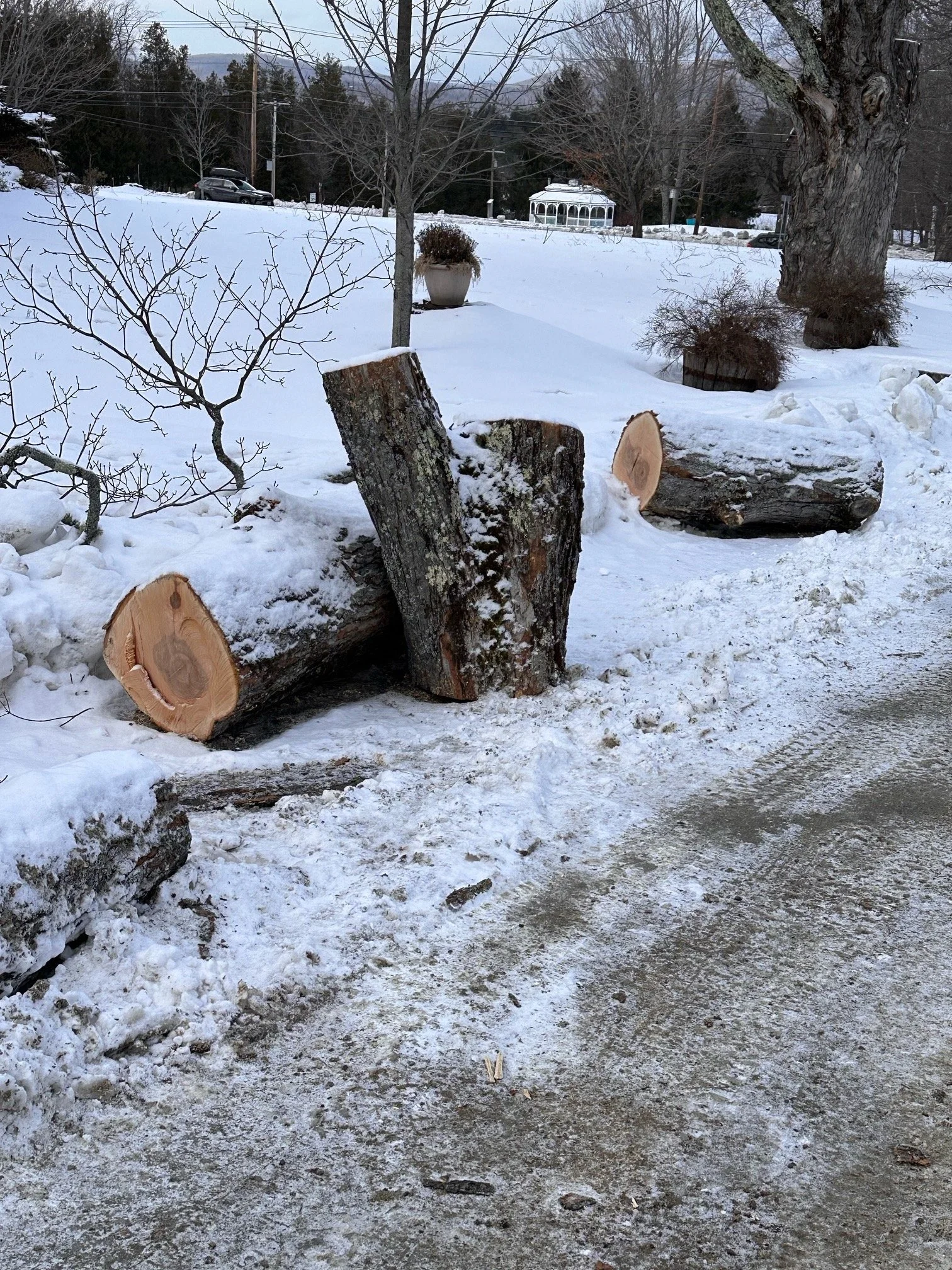 Giant logs after Eversource cleans up 