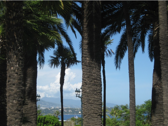 Palmen mit Meer und Booten im Hintergrund