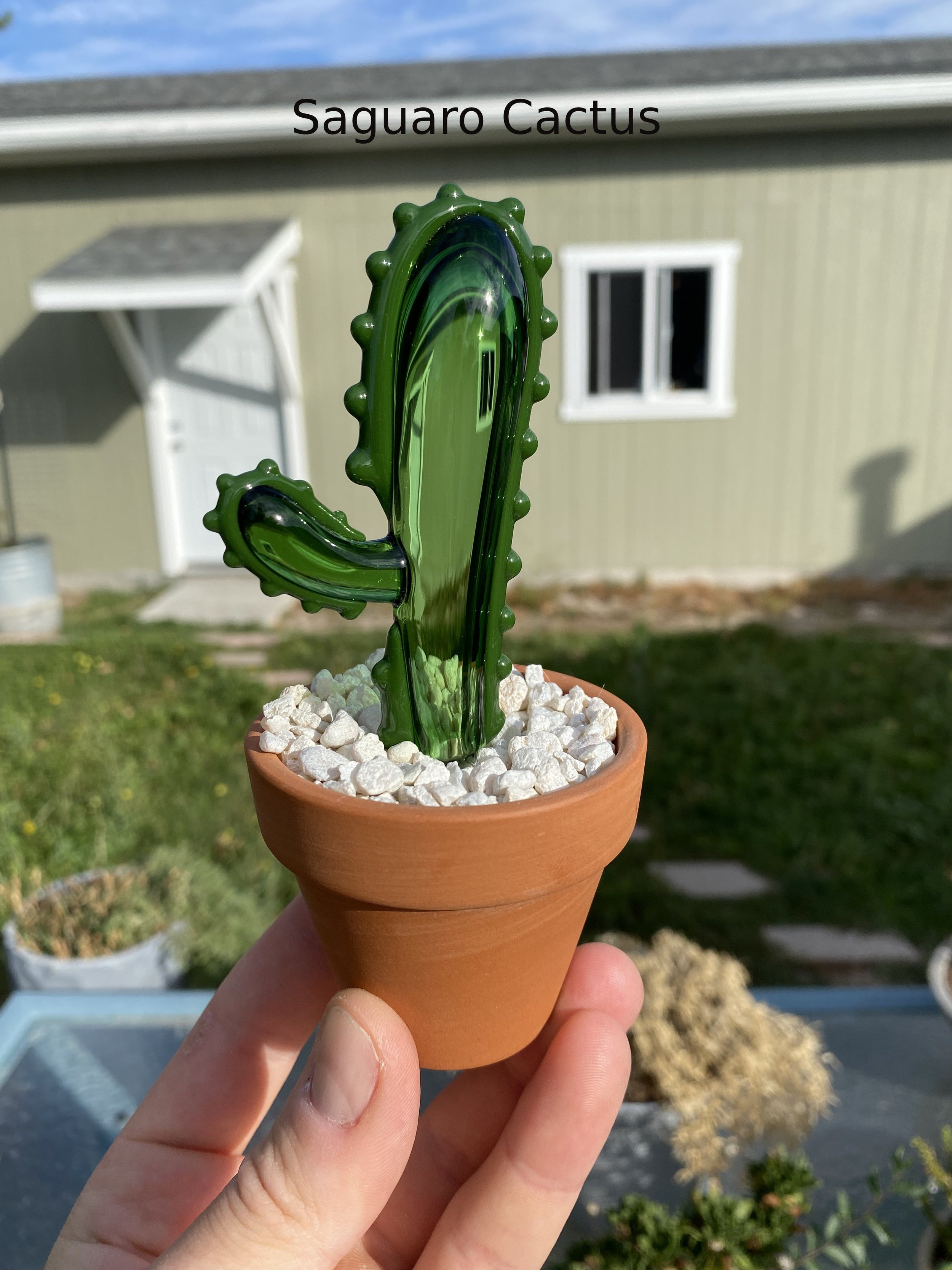 cactus 2.jpg