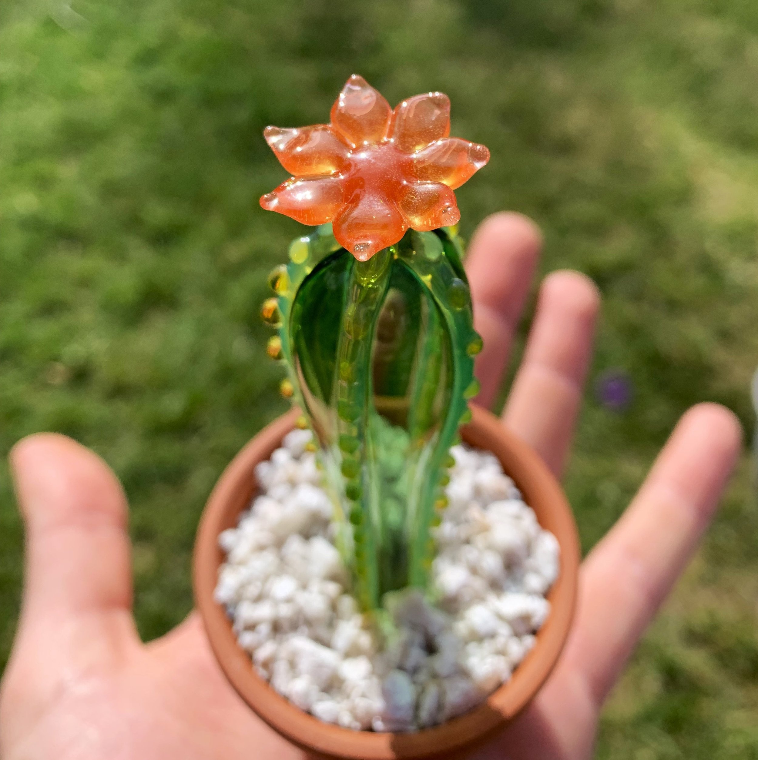 Medium Cactus Box