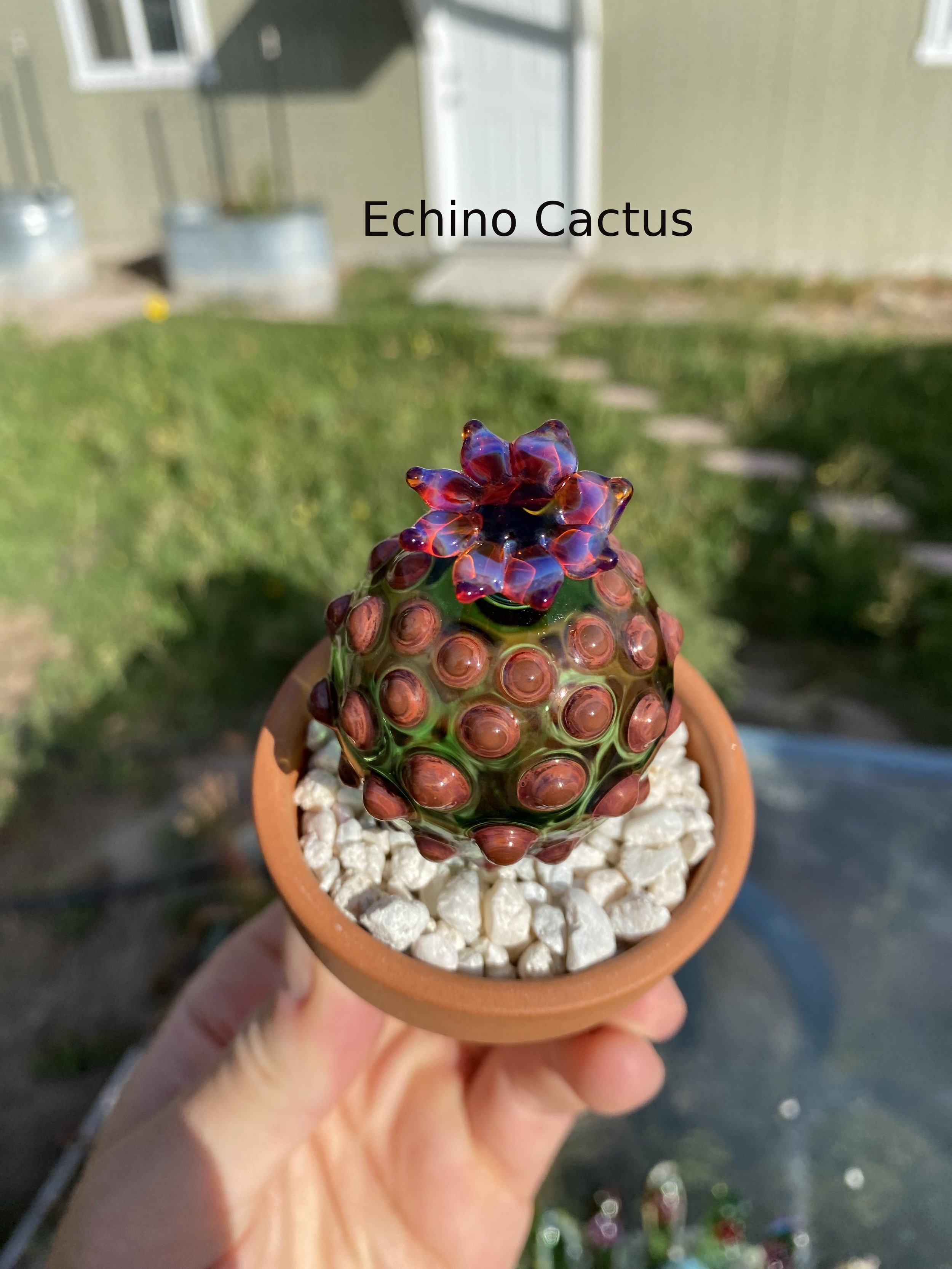 cactuc 3.jpg