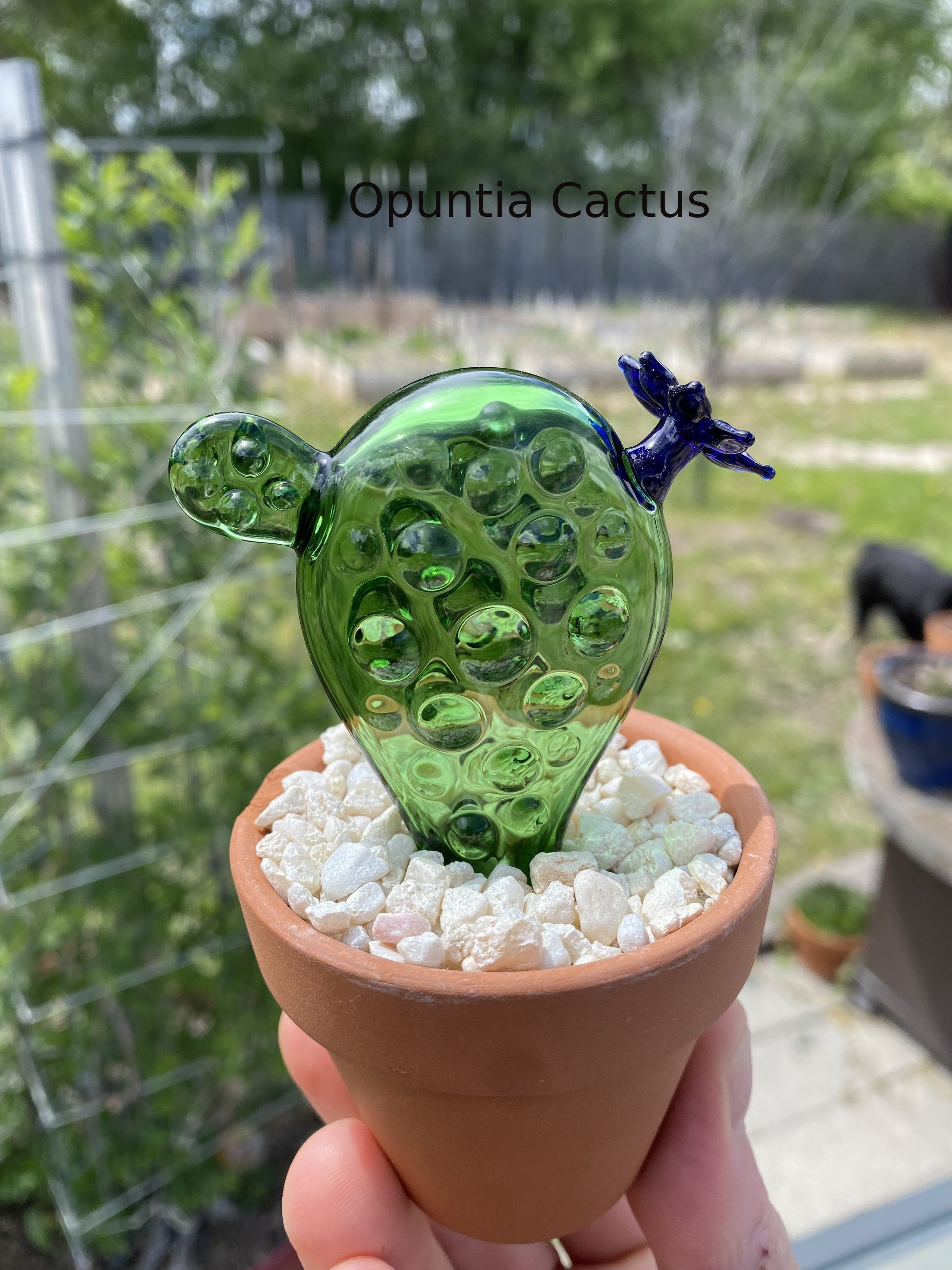 cactus 4.jpg