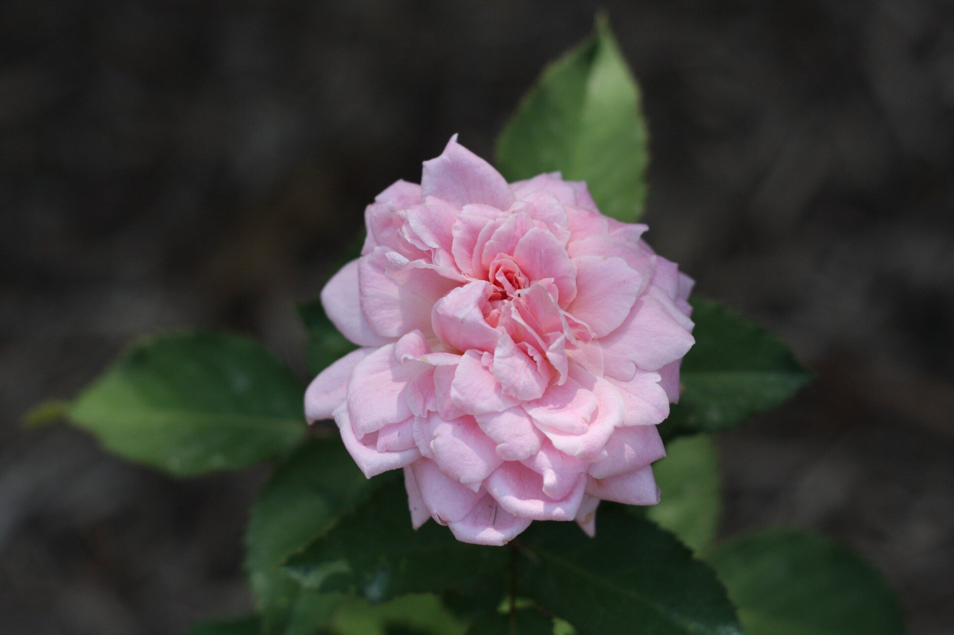 Roses for Tulsa — Tulsa Rose Society